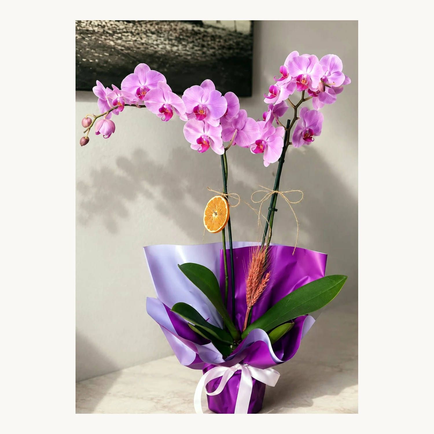 Pembe Phalaenopsis Orkide